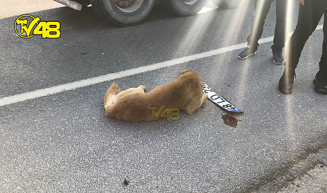 YOLDAN KARŞIYA GEÇMEYE ÇALIŞAN 2 SOKAK KÖPEĞİNE ÇARPIP KAÇTI!
