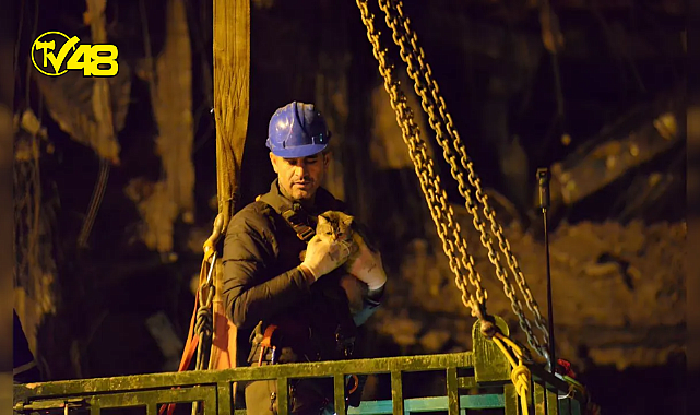 Acil yıkım kararı verilen Galeria sitesindeki 3 kedi kurtarıldı