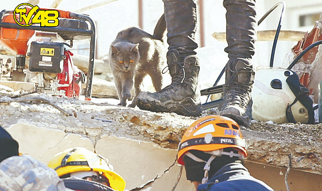 Bu kedi yol gösterdi