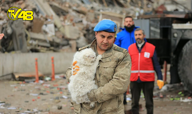 Çöken iş merkezinin enkazından bir kedi kurtarıldı