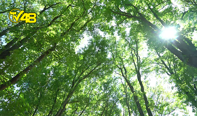 Öfkeyi kontrol etmenin yolları nelerdir?