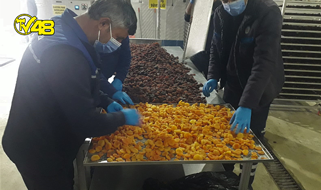 Büyükşehir, Malatya&#039;da ki Üreticilerden Satın Aldığı Kayısıları Ücretsiz Dağıtacak