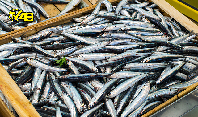 Türkiye 2 ayda hamsi ihracatından 1,5 milyon dolar kazandı