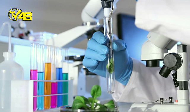 Genetiğin kuralları yıkıldı: İki erkek fareden yavru üretildi