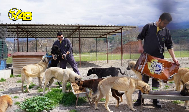 Muğla&#039;da, depremlerden etkilenen 11 sokak köpeği bakıma alındı