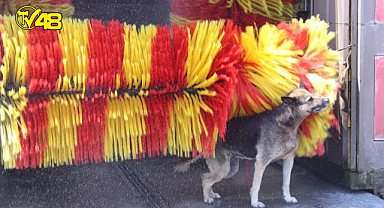 Araç yıkama makinesinin fırçasına dayanarak yıkanan sevimli köpeğin görüntüleri, izleyenleri gülümsetti