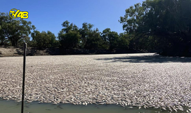 Avustrulya&#039;da telef olan balıklar koca nehrin yüzeyini kapladı!