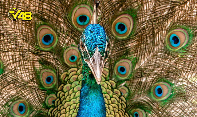 Burcunuz hangi hayvanın özelliklerini yansıtıyor?
