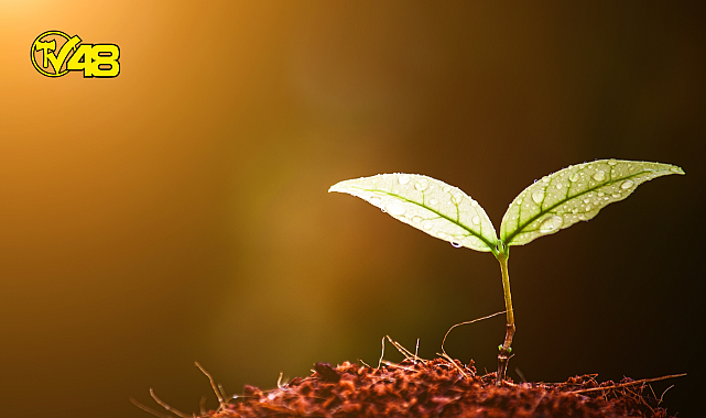 Dalaman&#039;da 11 mahallede incir fidan dağıtımı yapıldı