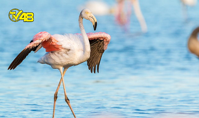 FLAMİNGOLAR KAZANDI; AĞAOĞLU&#039;NUN PROJESİNE MAHKEMEDEN İPTAL KARARI
