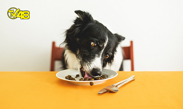 Köpeklerin yememesi gereken besinler nelerdir?