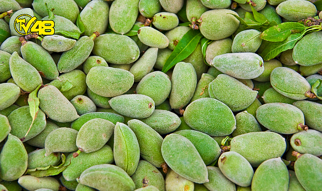 Muğla&#039;da badem ağaçları ilk meyvelerini vererek pazar tezgahındaki yerini 100 liradan aldı
