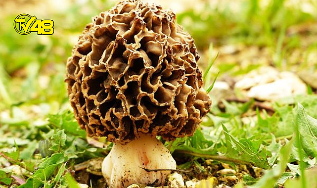 Muğla&#039;da kuzugöbeğinin fiyatı altınla yarışıyor