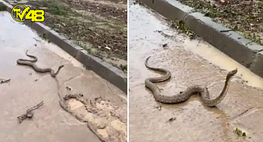 Şanlıurfa'yı vuran sel felaketiyle birlikte, yılanlar tehlike saçtı!