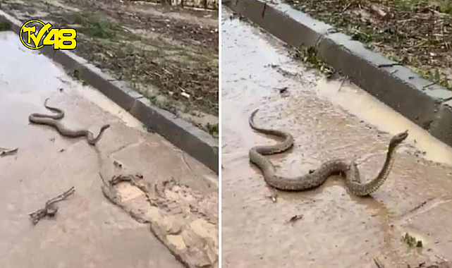 Şanlıurfa&#039;yı vuran sel felaketiyle birlikte, yılanlar tehlike saçtı!