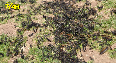 Şırnak'ta tırtıl istilası