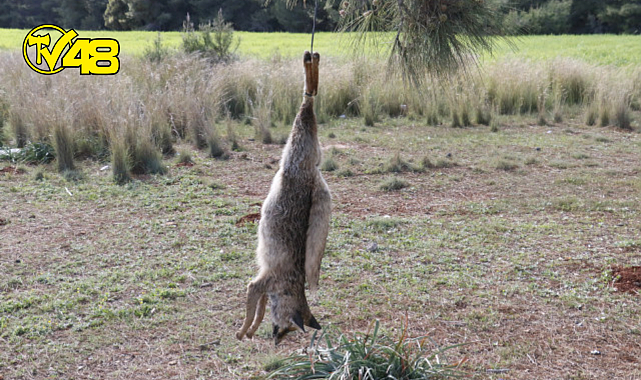 Tilkiyi vurup ağaçtan sallandırdılar! Mahalleli ayaklandı