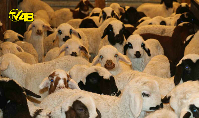 Ülke genelinde SAT-2 tipi şap virüsü alarmı! Hayvan pazarları kapatıldı..