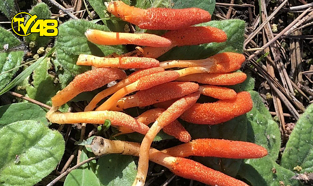 Zombi mantarı İstanbul&#039;da görüldü! İnsanların beynini ele geçirebilir mi?