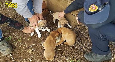 Muğla'da rögardaki 6 köpek yavrusu kurtarıldı