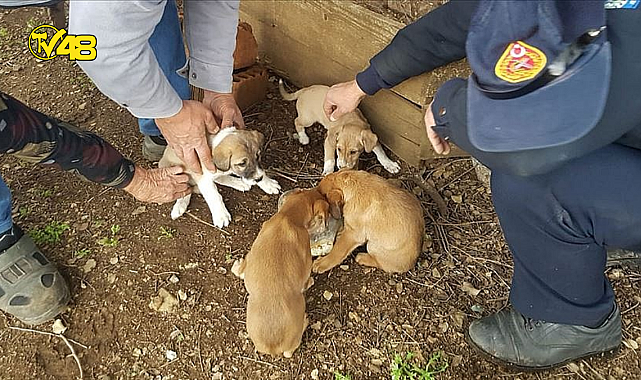 Muğla&#039;da rögardaki 6 köpek yavrusu kurtarıldı