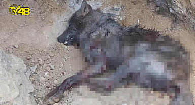 4 kişiyi yaralayan kurdun, kuduz olduğu tespit edildi! Mahalleye giriş-çıkış yasaklandı