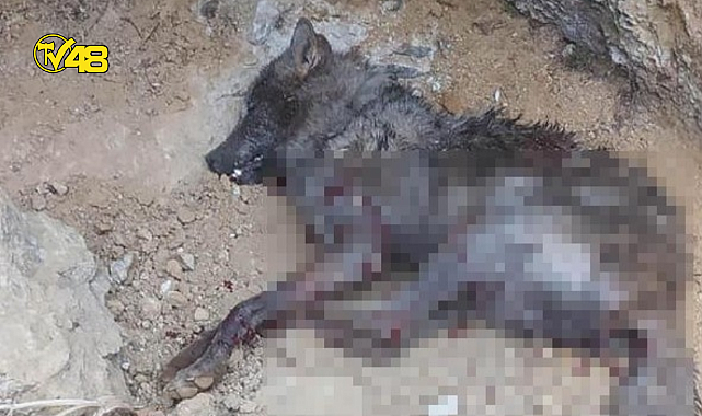 4 kişiyi yaralayan kurdun, kuduz olduğu tespit edildi! Mahalleye giriş-çıkış yasaklandı