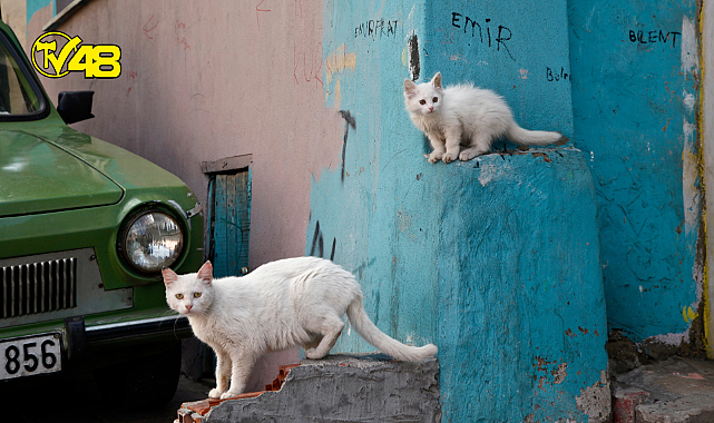 4 Nisan Dünya Sokak Hayvanları Günü