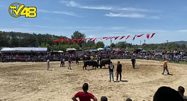 BOĞALAR KARAN BEBEK İÇİN GÜREŞİYOR!