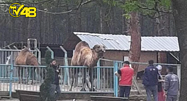 DEVE ÇOCUĞU ÖLDÜRÜYORDU!