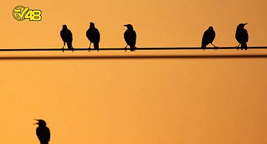 ELEKTRİK TELİNE KONAN KUŞLARINI KURTARMAK İÇİN DEMİR ÇUBUKLA MÜDAHALE EDEN İKİ KİŞİ ÇARPILDI