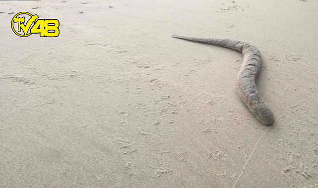 Kan emici vampir balık, 6 yıl sonra sahil kıyısında yeniden görüldü
