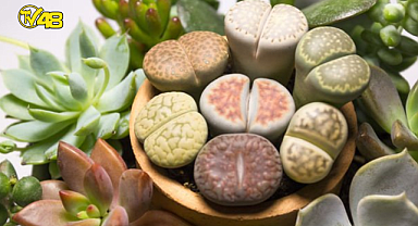 Lithops taş kaktüs bakımı nasıldır?
