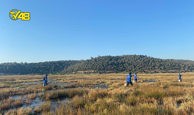 MUĞLA BÜYÜKŞEHİR BELEDİYESİ VEKTÖRLE MÜCADELE ÇALIŞMALARINA DEVAM EDİYOR!