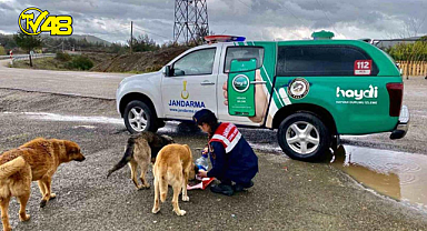 Muğla İl Jandarma Komutanlığı sokak hayvanlarını elleri ile besledi!