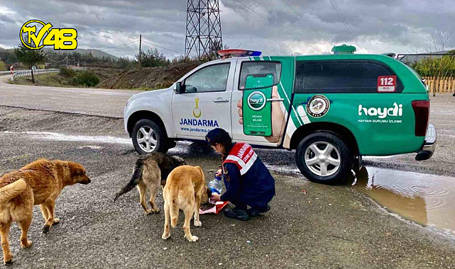 Muğla İl Jandarma Komutanlığı sokak hayvanlarını elleri ile besledi!