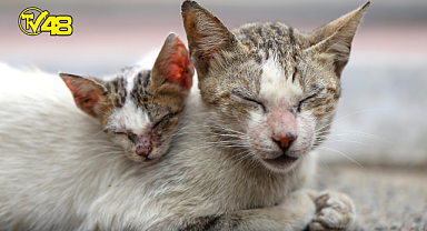 Sokak hayvanlarını korumak için yapabileceğimiz 7 şey