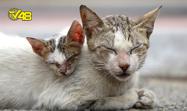 Sokak hayvanlarını korumak için yapabileceğimiz 7 şey