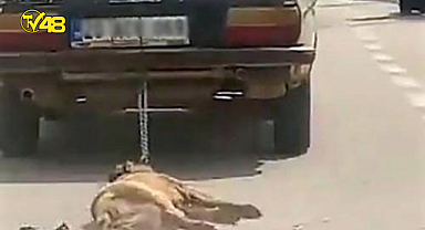 VİCDANSIZLIĞI BU KADARI! KÖPEĞİ ARACA BAĞLAYIP SÜRÜKLEYEREK ÖLDÜRDÜ, YAPTIĞI SAVUNMA KAN DONDURDU