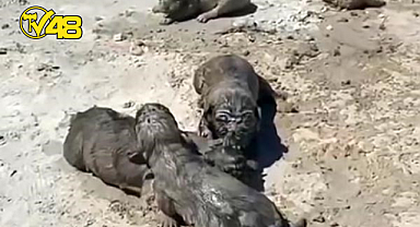 YAVRU KÖPEKLERE BETON ATIK SUYU KATLİAMI