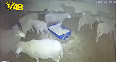 AFYONDA KURT SÜRÜYÜ PERİŞAN ETTİ: YÜREKLER SIZLADI...