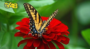 BİR AYDA HAYATINIZI NASIL DEĞİŞTİRİRSİNİZ?