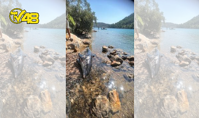 BODRUM CENNET KOYUNDA ÖLÜ YUNUS BALIĞI KARAYA VURDU!