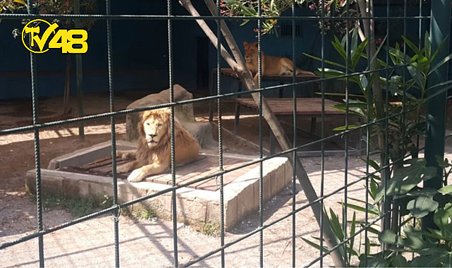FOTOĞRAF ÇEKİLMEK İÇİN KAFESE GİREN AİLEYE VE 4 YAŞINDAKİ ÇOCUĞA ASLAN SALDIRDI