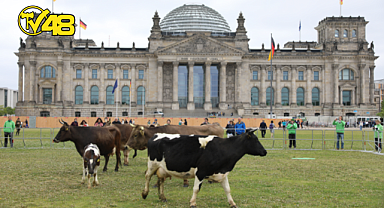 GÖRÜLMEMİŞ PROTESTO! ÇEVRECİLER, İNEKLERİNİ MECLİS BAHÇESİNDE OTLATTI