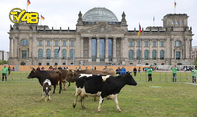 GÖRÜLMEMİŞ PROTESTO! ÇEVRECİLER, İNEKLERİNİ MECLİS BAHÇESİNDE OTLATTI