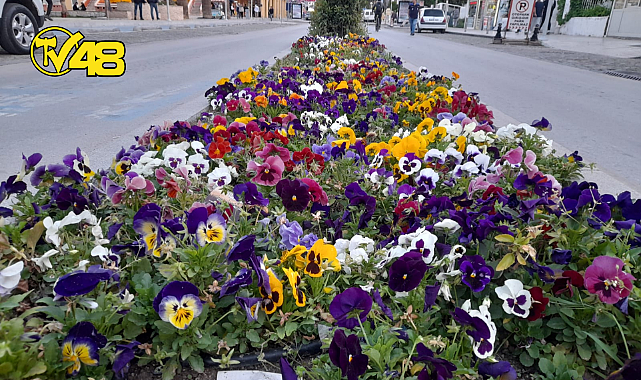 MİLAS SOKAKLARINA BAHAR GELDİ...