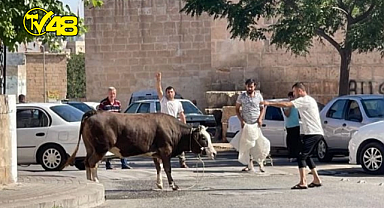 KAÇAN KURBANLIK BOĞA 2 SAATLİK KOVALAMACANIN ARDINDAN YAKALANDI