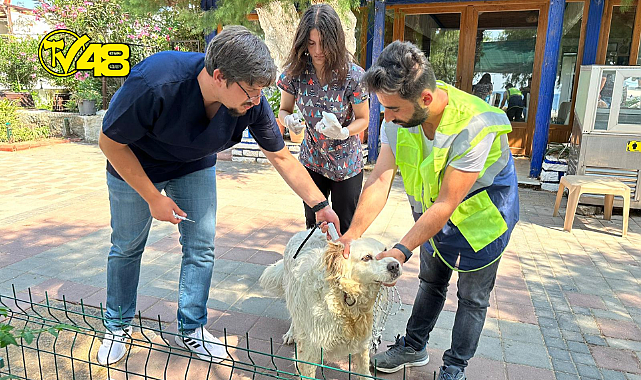BELEDİYEDEN SOKAK HAYVANLARINA SAĞLIK HİZMETLERİ
