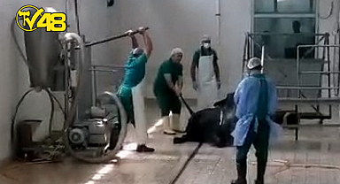 ET VE SÜT KURUMUNDA HAYVANA İŞKENCE! SKANDAL GÖRÜNTÜLER: 2 KİŞİ GÖZALTINA ALINDI